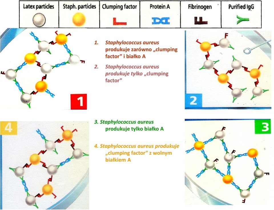 Staphylococcus aureus produkuje tylko clumping factor 3.