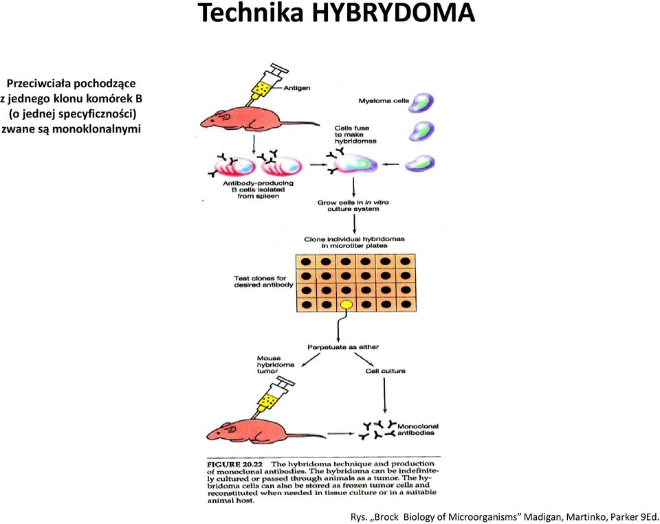 specyficzności) zwane są monoklonalnymi Rys.