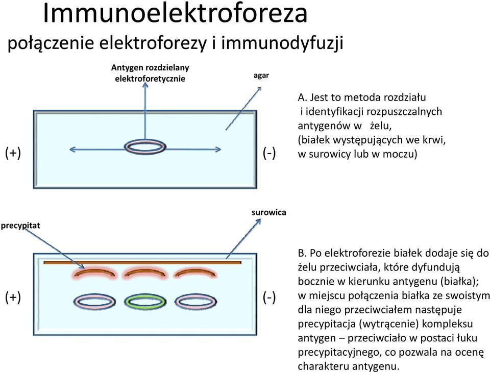 precypitat surowica (+) ( ) B.