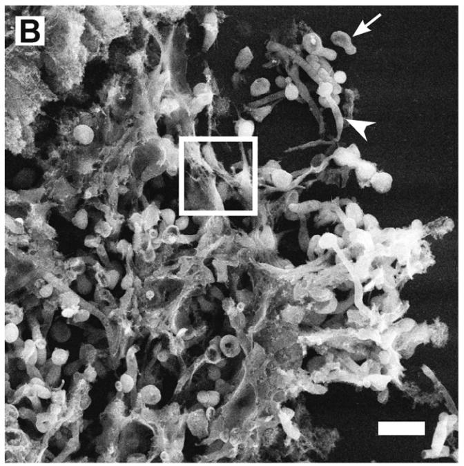 N 15 nm Rysunek :