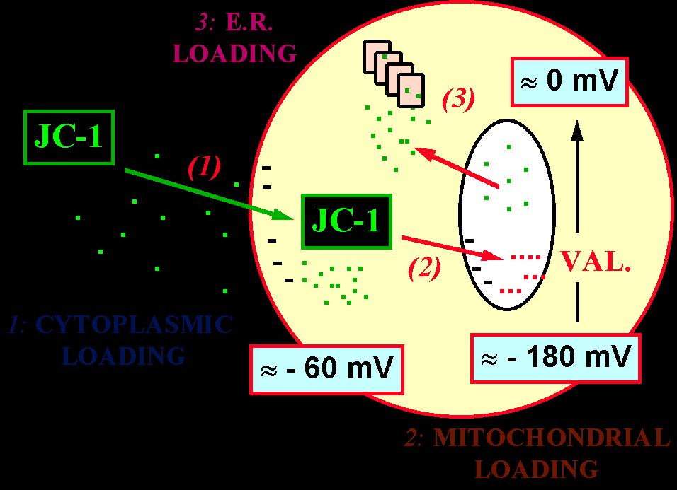 Analiza potencjału błonowego Utrata potencjału błonowego mitochondriów oznaką apoptozy JC-1 monomery-zielona