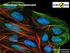 BIOLOGIA KOMÓRKI. Podstawy mikroskopii fluorescencyjnej -1 Barwienia przyżyciowe organelli komórkowych