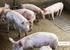 Zwalczanie pasożytów zewnętrznych na fermie świń