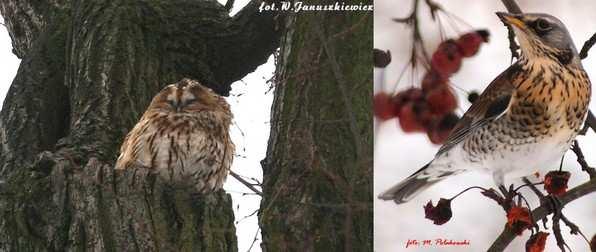 Czeczotka Carduelis flammea. Napotkana w 9 sektorach, łącznie 300 osobników. Najwięcej 126 ptaków zaobserwowano w sektorze XVIII (J. Kołcz). Ptaki preferowały nieuŝytki z duŝą ilością chwastów.