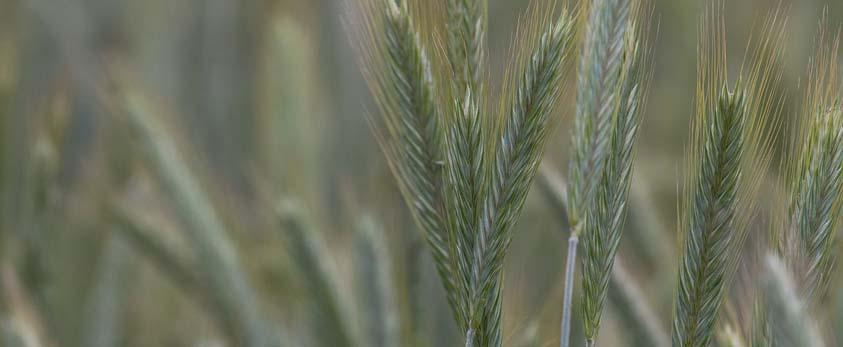 ARANTES * GROCH SIEWNY Groch siewny ogólnoużytkowy ARANTES - wiosenne żyto 28 KWS LA MANCHA 29 ALVESTA Odmiana żyta jarego o wysokim potencjale plonowania Posiada krótkie źdźbło oraz duża mas000