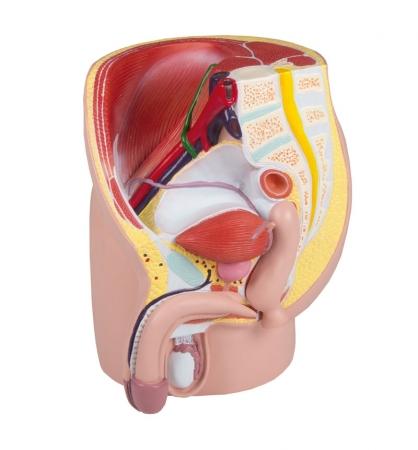 Modele anatomiczny - Miednica Męska, 4-części Nr ref: MA00954 Informacja o produkcie: Model Miednicy Mężczyzny, 4-części.