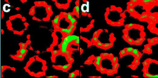 bakterii purpurowej, np. Rhodobacter sphaeroides membrana model membrana obraz AFM X. Hu, T. Ritz, A.