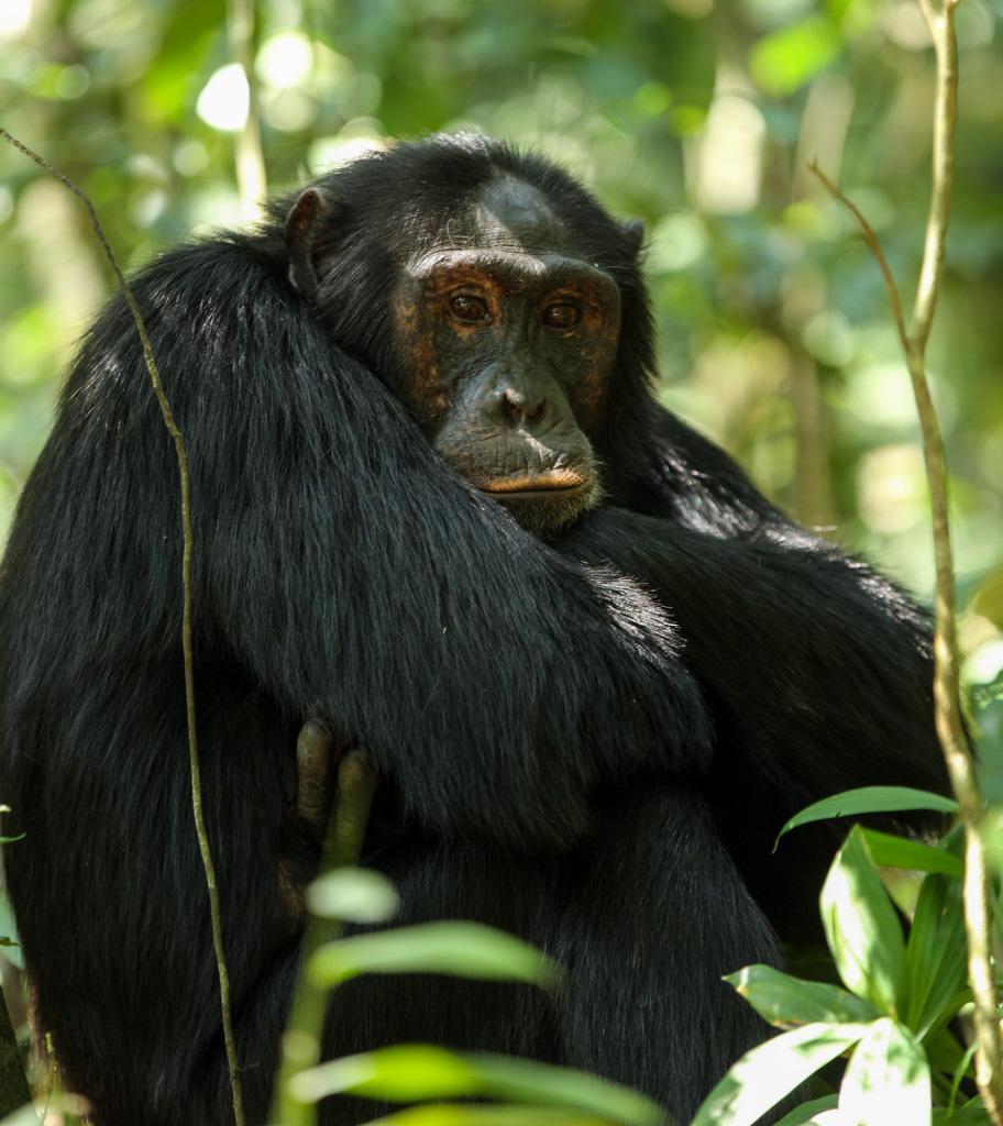 DZIEŃ 10 PARK NARODOWY KIBALE jednej z rodzin szympansów
