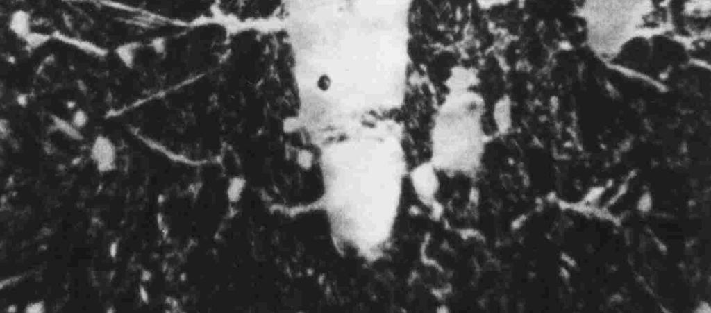 1150 ºC and nitrided in various conditions Grubość stref warstwy azotowanej, [µm] The thickness of zones