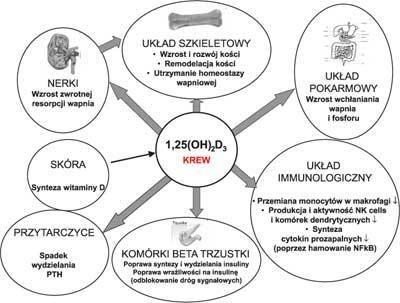 3 Mechanizm działania Kalcytriol ma strukturę zbliżoną do hormonów steroidowych i wykazuje działanie hormonopodobne. Działa on na komórki docelowe poprzez receptor jądrowy VDR (ang.