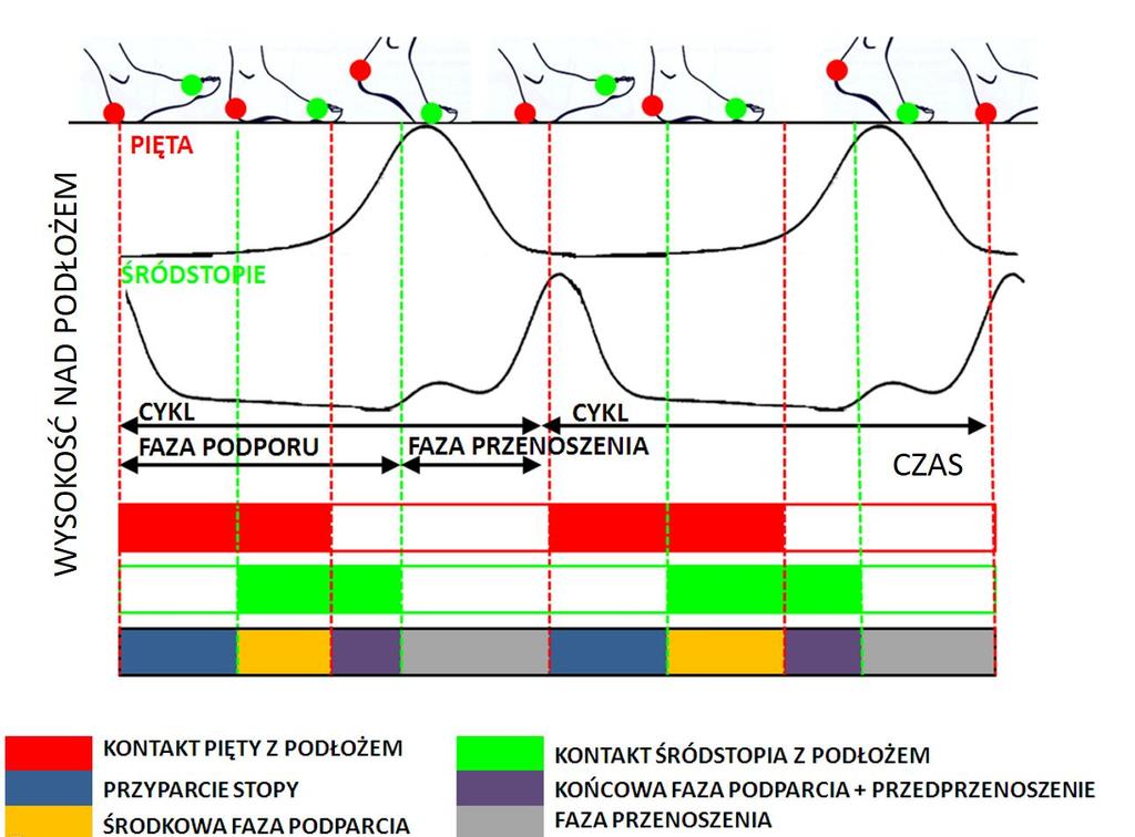 Rysunek 11 Uproszczony schemat identyfikacji wybranych faz chodu na podstawie położenia pięty i śródstopia Literatura: 1. Kapandji A.