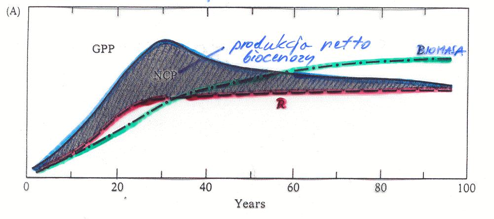 Przebieg sukcesji model Oduma Cecha ekosystemu Stadia seralne wczesne późne biomasa niska wysoka produkcja i respiracja P > R P = R Różnorodność gatunkowa Złożoność powiązań troficznych mała mała