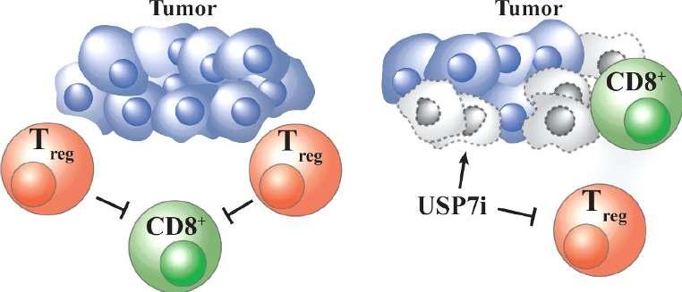 Uruchomienie nowej platformy inhibitorów deubikwitynaz (DUBs) INHIBITORY USP7 MOGĄ ZDJĄĆ