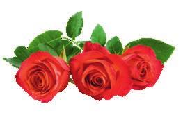 wielu gatunków roślin z rodzaju róża (Rosa łac.