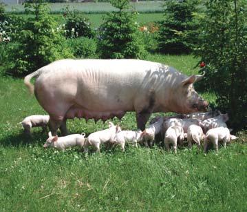 Pigs' performance results obtained in the National Breeding Program in 2009 New selection criteria have been applied in the National Breeding Program for two years now.
