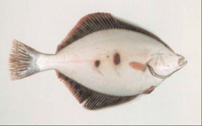 W zaawansowanych stadiach choroby, guzki często występują w zgrupowaniach i mogą obejmować znaczną powierzchnię ciała ryb.