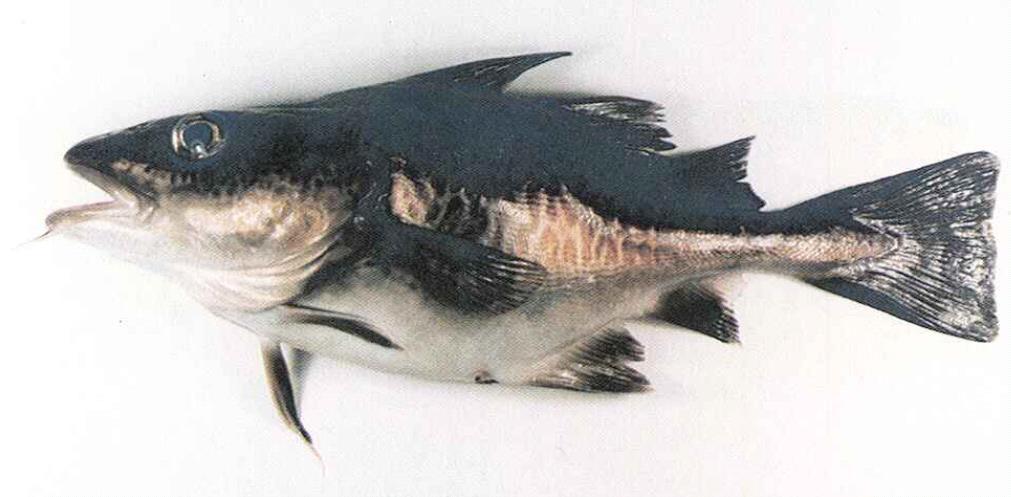Deformacje szkieletu obserwowane są u wielu gatunków ryb. Do najczęściej spotykanych rodzajów deformacji należą: - karłowatość (fot.