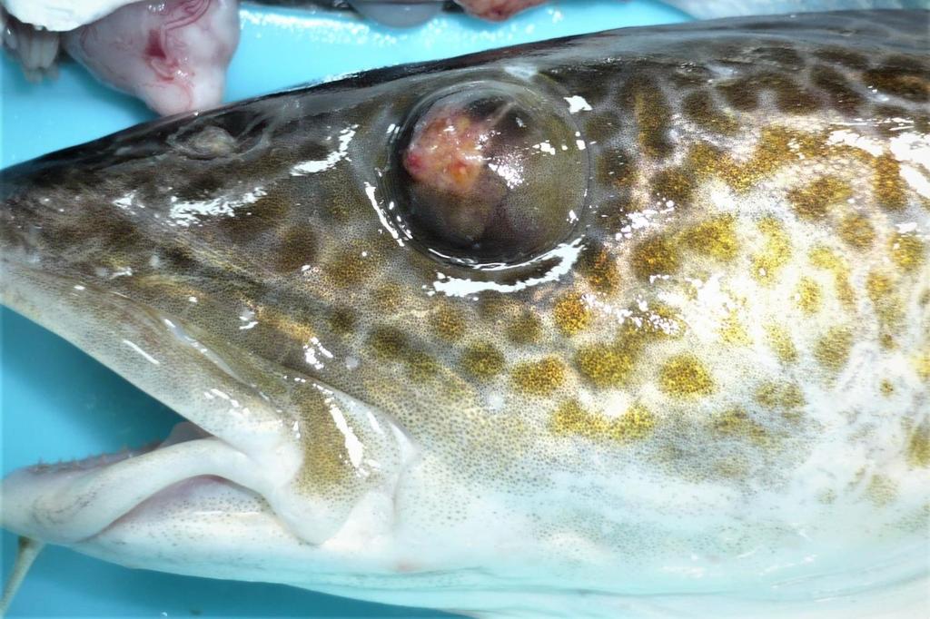Fot. 1. Zmiany chorobowe okolicy oczodołu u dorsza (fot. A. Pękala - Safińska). Gatunek ryb : Wiadomo, że niektóre gatunki ryb są bardziej poszukiwane przez konsumentów niż inne.