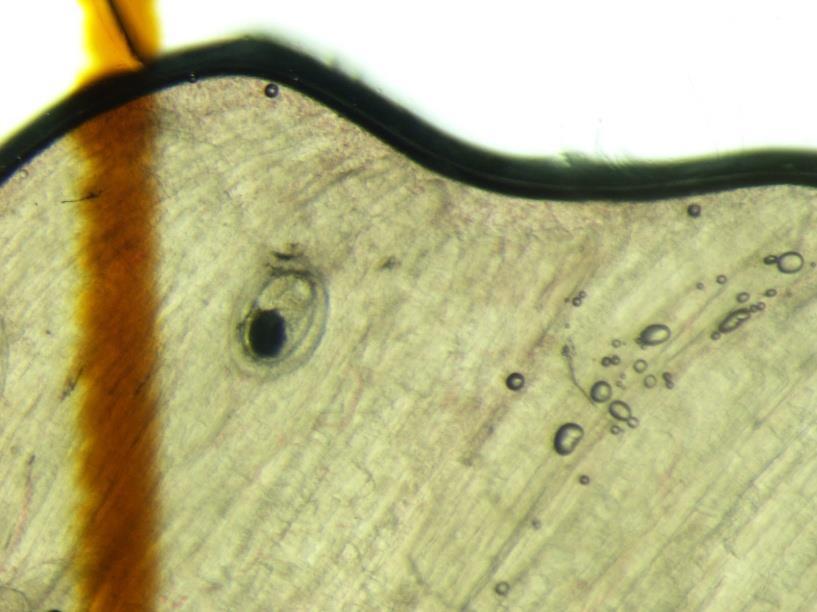 Fot. 6. Metacerkarie Opisthorchis felineus w tkance mięśniowej lina (Tinca tinca) z jeziora Bosena (środkowe Włochy region Lacio) w kompresorze powiększenie 40x (fot. E. Pozio).