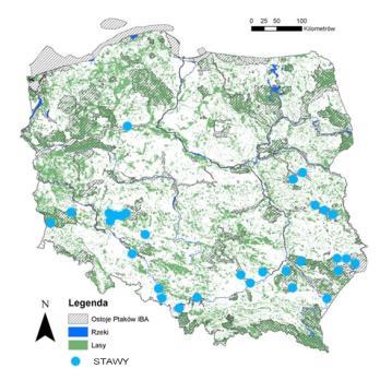 Ostoje ptaków wodnych i błotnych Waterfowl important areas (refuges) Czynniki wpływające na liczebność i różnorodność gatunkową ptaków wodnych i