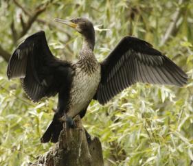 Kormoran Kormoran a szczupak Dzienne zapotrzebowanie - 450 gramów ryb Średnia masa poławianych ryb poszczególnych gatunków waha się w dość szerokim zakresie - od 7 g u jazgarza do 263 g u sandacza.