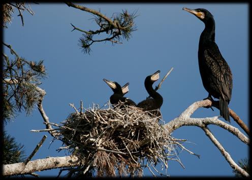 Pod koniec sezonu lęgowego (2014 r.) populacja kormorana w Polsce liczyła powyżej 100 tys.