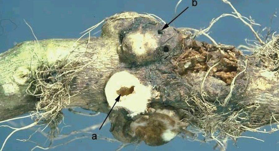 https://www. Tak wygląda korzeń porażony kiłą kapusty. WP: Kiła kapusty to choroba spowodowana przez organizm grzybopodobny nie grzyb, jak twierdzi większość osób.