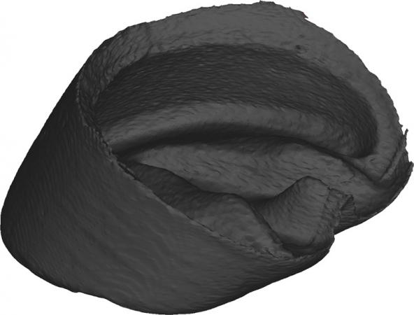 Model kopyta konia w postaci wydruku 3D Nr ref: M01379 Informacja o produkcie: Model kopyta konia w postaci wydruku 3D Ten wysokiej jakości model kopyta konia powstał dzięki specjalnej technice