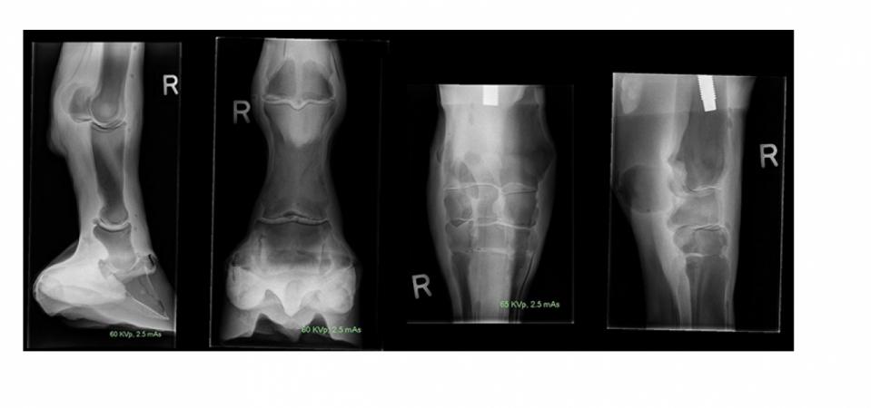 Zastosowany materiał pozwala na wizualizację za pomocą technik radiografii.