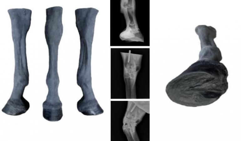 Palpacja aparatu wieszadłowego Możliwa dokładna palpacyja anatomicznych punktów kostych stawu