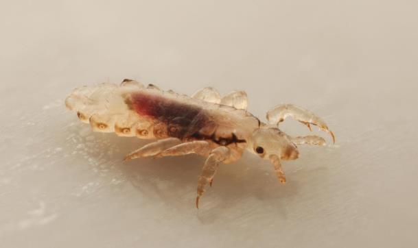 WESZ LUDZKA GŁOWOWA Pediculus humanus captis - rozmiar: 2-3 mm, - długość życia: ok.