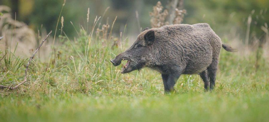 https://www. W Rumunii, na Łotwie, Litwie i w Polsce wyznaczono nowe obszary podwyższonego ryzyka w zakresie ASF.