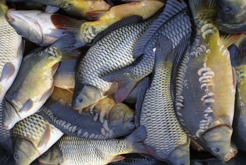 Dominacja produkcji ryb ³ososiowatych i wielkoœæ tej produkcji w województwach pomorskim i zachodniopomorskim powoduj¹, e w tych dwóch województwach wartoœæ sprzedanych ryb konsumpcyjnych w