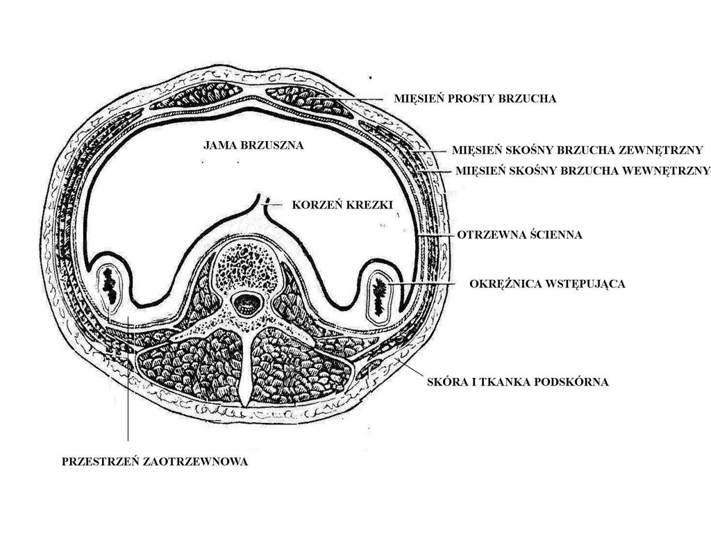 Schemat jamy brzusznej