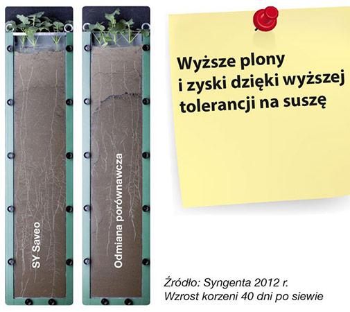 SY Kolumb Odkrywa nowe horyzonty (Rejestracja COBORU 2010) Odmiana idealnie dopasowana do potrzeb polskiego rynku ze względu na fakt, że toleruje również nieco lżejsze stanowiska.