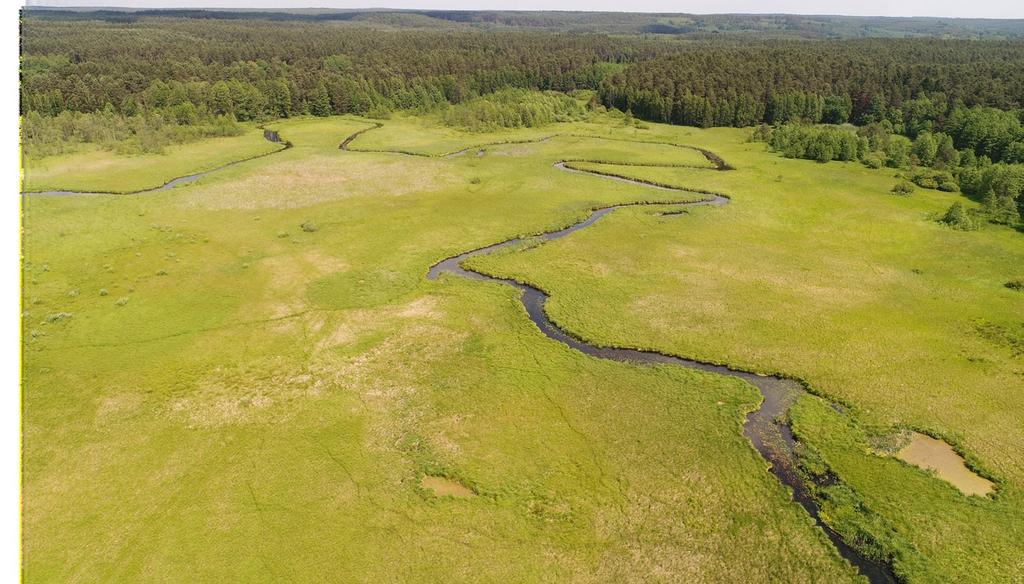 Raport z realizacji projektów: Ochrona torfowisk alkalicznych (7230) w młodoglacjalnym