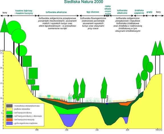 Ryc. 1. Przekrój przez torfowiska w górnym odcinku doliny Pliszki. Torfowiska alkaliczne odznaczają się, w porównaniu do innych ekosystemów torfowiskowych (jak np.