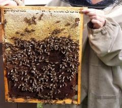 W jednym kilogramie mieści się 8 500 pszczół wypełnionych miodem.