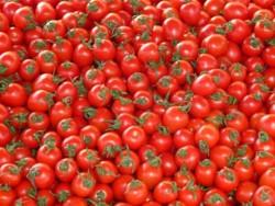 https://www. Pierwsze wykrycie Tomato chlorosis virus w Holandii czy grozi nam w Polsce? fot. pixabay.