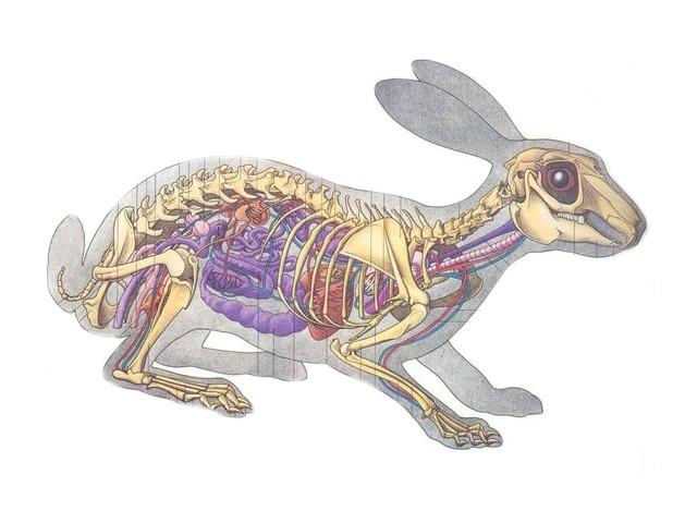 Budowa anatomiczna królika Numer oznaczenia Rozpoznaj 1. kość nosowa 2. łopatka 3. kość udowa 4.