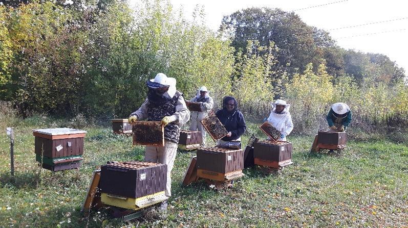 Przed rozpoczęciem sezonu pszczelarskiego - monitorowanie stopnia porażenia rodzin przez pasożyta Varroa destructor - osyp zimowy i naturalna śmiertelność pasożyta na podstawie osypu dobowego Badanie