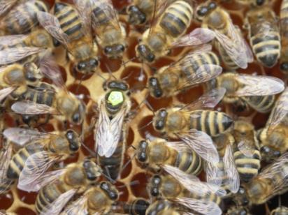 wyznaczanie Ocena oraz siły wartościowanie rodzin pszczelich cech - trzykrotna ocena liczby pszczół i komórek z podlegających czerwiem ocenie, odpowiednich dla zamierzonego Ocena kierunku stopnia