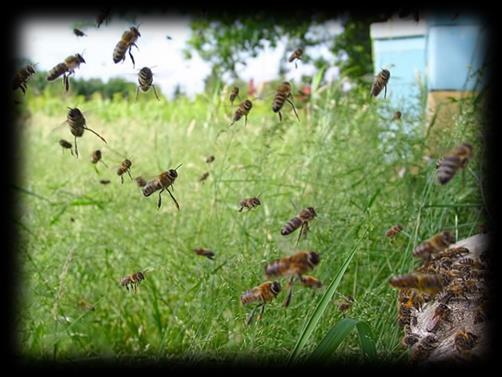 Pszczoły i inne owady zapylające stanowią integralną część ekosystemów, odgrywają ważną rolę w zapylaniu roślin uprawnych i dzikiej flory.