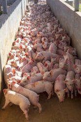 https://www. Ubój zdrowych świń Inspekcja Weterynaryjna przeprowadza kontrolę, czy gospodarstwa hodujące do 50 świń, spełniają wymogi bioasekuracji.