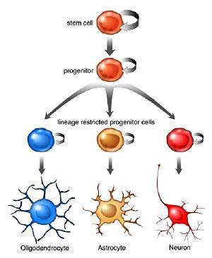 2. Neurogeneza Podczas procesu uczenia powstają nowe neurony z komórek