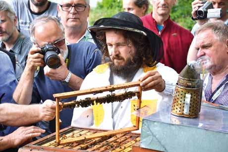 ślona ilość komórek zakończonych odejmowanymi miseczkami, do których matka składa jaja. Po zaczerwieniu komórek, matkę można uwolnić.