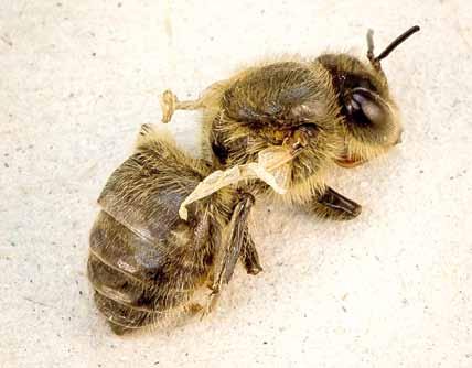 kolenia potomnego. Po wygryzieniu pszczół, samce Varroa destructor oraz formy rozwojowe pasożyta giną.