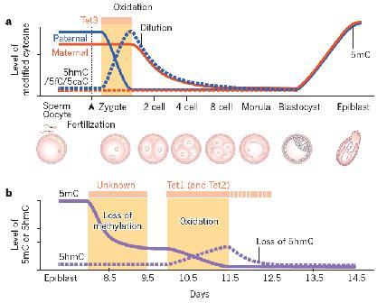 Gen Wyciszany allel Różnice w ekspresji IGF2 (insulinopodobny czynnik wzrostu typ2) Matczyny Imprinting W