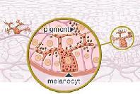 MLANOCYTY Dendryty melanocytów wnikają pomiędzy keratynocyty, budujące łodygę włosa Pigment barwi korę włosa nadając mu odpowiedni kolor Melanocyt- to jądrzasta komórka, znajdująca się w warstwie