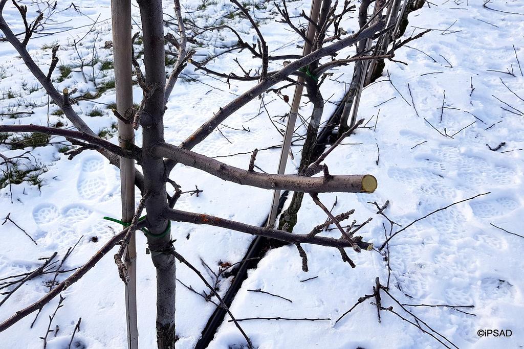 Błąd! UWAGA: mocnych pędów z pierwszego piętra nie wolno skracać w grubym drewnie.